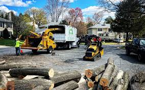 Best Tree Trimming and Pruning  in Harrison, OH